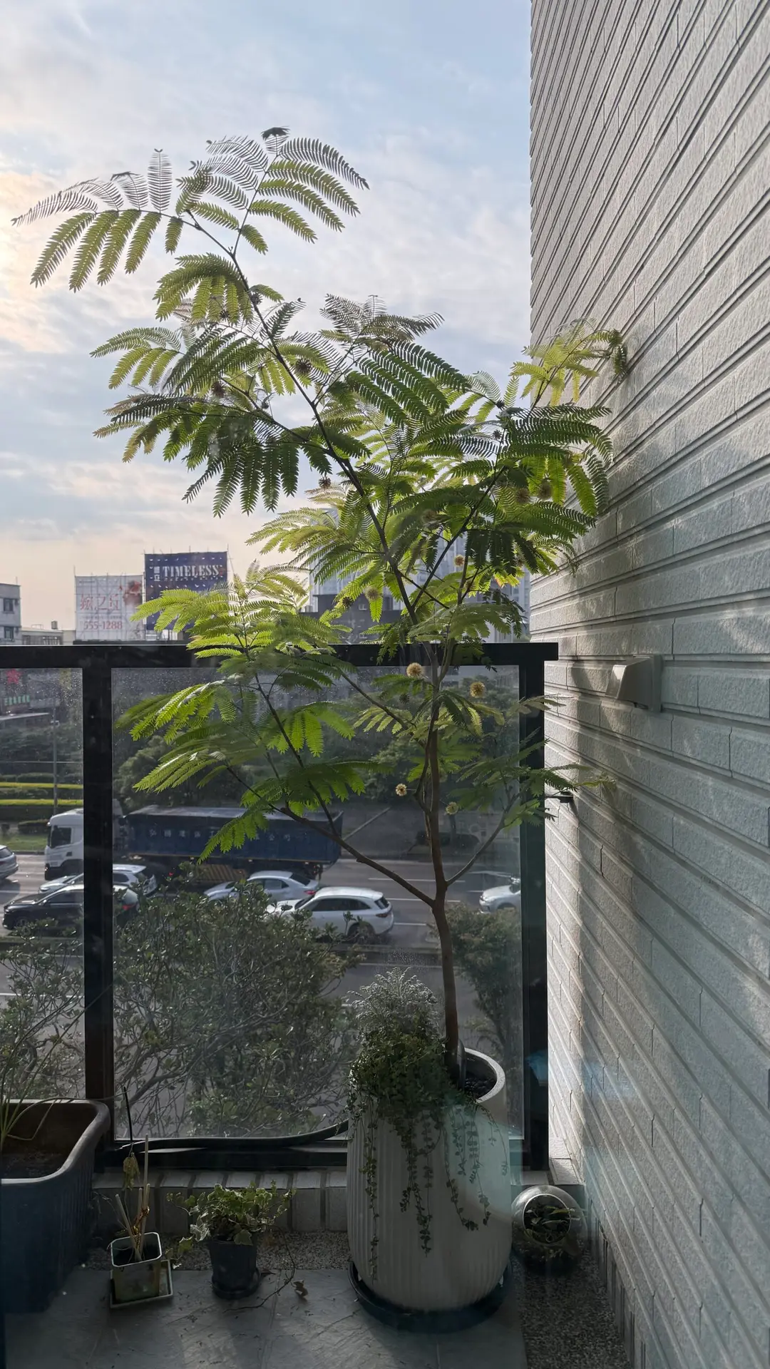 bonsai-ficus-cover